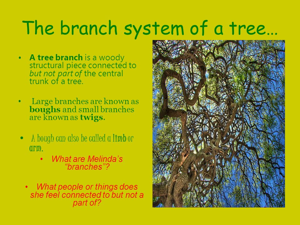 Speak tree symbolism essay